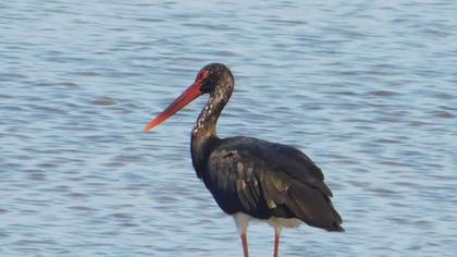 Black Stork
