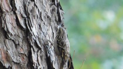 Short-toed Treecreeper