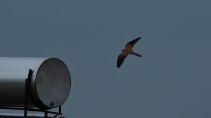 Common Kestrel