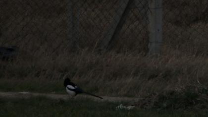 Eurasian Magpie