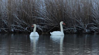 Mute Swan