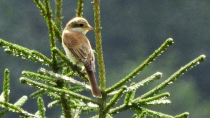 Red-backed Shrike