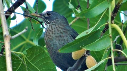 Common Blackbird