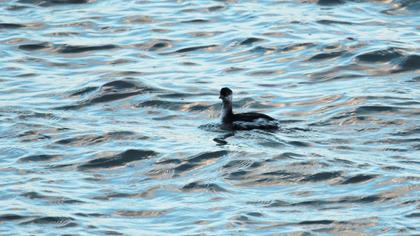 Black-necked Grebe