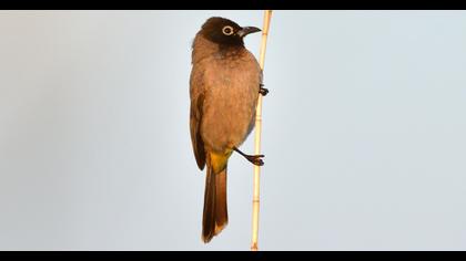 White-spectacled Bulbul