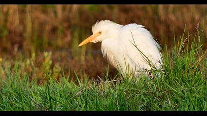 Western Cattle Egret