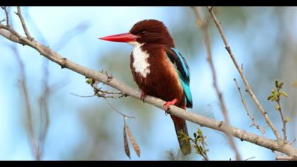 White-throated Kingfisher