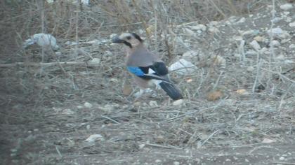 Eurasian Jay