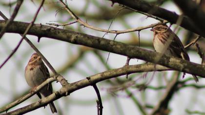 Rustic Bunting