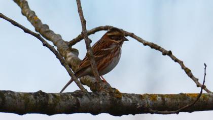 Rustic Bunting