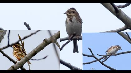 Rustic Bunting
