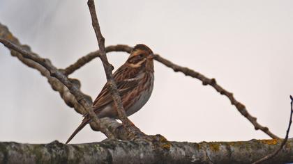 Rustic Bunting