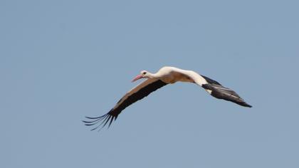 White Stork
