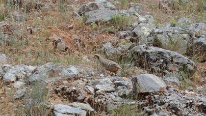 Chukar Partridge