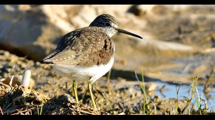 Green Sandpiper
