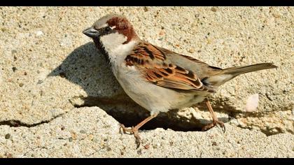 House Sparrow