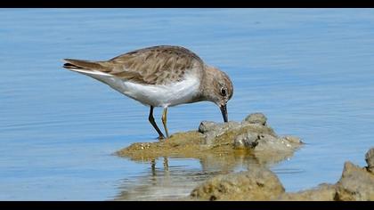Temminck`s Stint