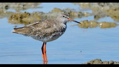 Common Redshank