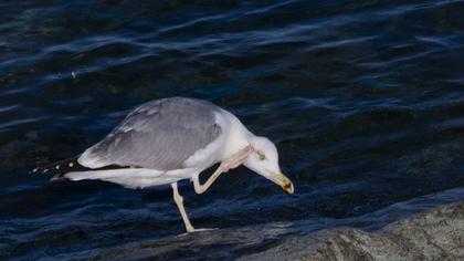European Herring Gull