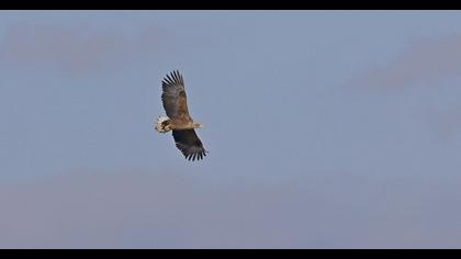 White-tailed Eagle