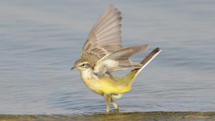 Western Yellow Wagtail