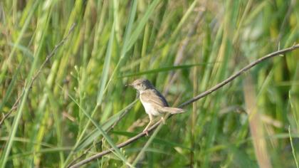 Delicate prinia