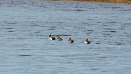 Eurasian Wigeon
