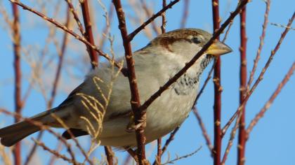 House Sparrow