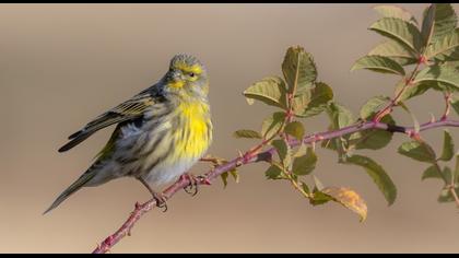 European Serin