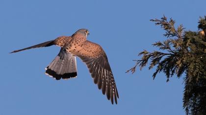 Common Kestrel