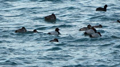 Common Pochard