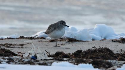 Grey Plover