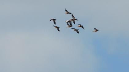 Ruddy Shelduck
