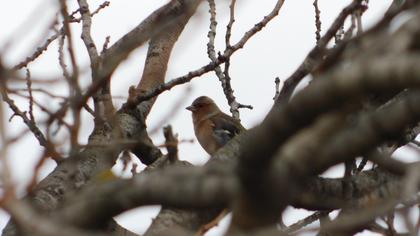 Common Chaffinch