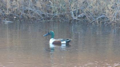 Northern Shoveler