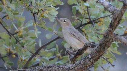 Garden Warbler
