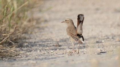 Rufous-tailed Scrub Robin