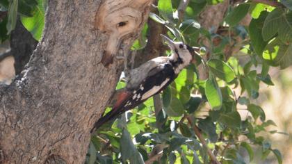 Syrian Woodpecker