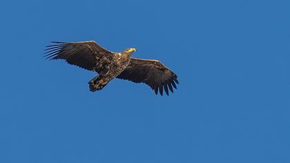 White-tailed Eagle