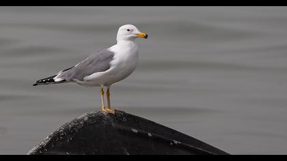 Armenian Gull