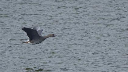Greater White-fronted Goose