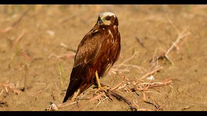 Western Marsh Harrier