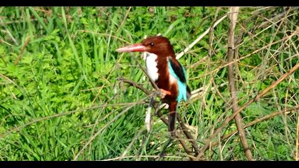 White-throated Kingfisher