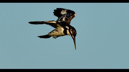 Pied Kingfisher