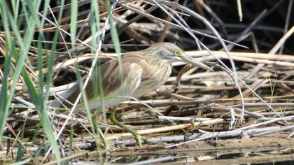 Squacco Heron