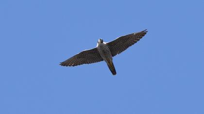 Peregrine Falcon