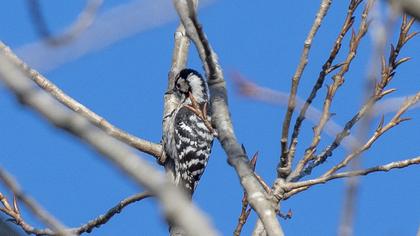 Lesser Spotted Woodpecker