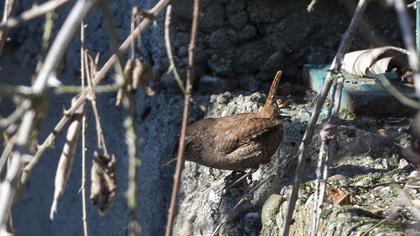 Eurasian Wren