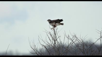 Common Buzzard