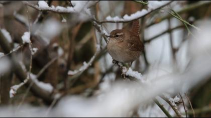 Eurasian Wren
